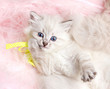 furry kitten lying on furry mat