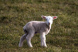 Lambs