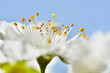 Close up of a white spring blossom