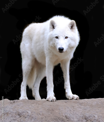 Photo: White wolf White wolf