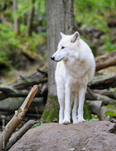 Photo: White wolf White wolf