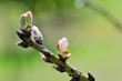 Close white up of a branch with sprouts