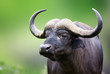 African buffalo Portrait