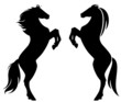 rearing up horse fine vector silhouette and outline