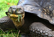 tortue géante