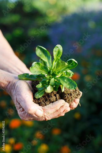 Photo: ältere frau hält feldsalat in der hand ältere frau hält feldsalat in der hand