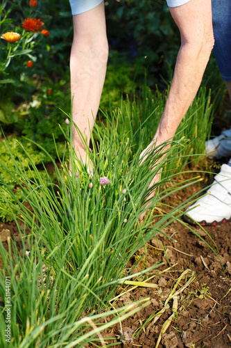 Photo: frau erntet schnittlauch im garten frau erntet schnittlauch im garten