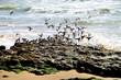 Gaviotas en la playa