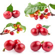 Collection of Red coffee beans, ripe and unripe berries