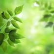 fresh and green leaves