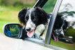 Dog hanging out of car window