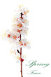 Branch with blossoms. Isolated on white background.