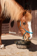 Hungry pony