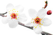 Branch with blossoms. Isolated on white background.