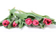 Photo: Tulip flowers on white Tulip flowers on white