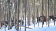 European Bison in winter among trees