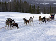 Photo: Sled dog racing Sled dog racing