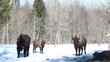 European Bison in winter among trees