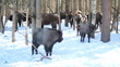 European Bison in winter among trees