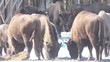 European Bison in winter among trees