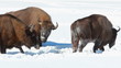 European Bison in winter among trees