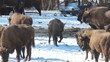 European Bison in winter among trees