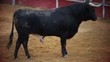 Powerful spanish bull, bullfight arena