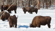 European Bison in winter among trees