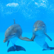 Two dolphins in the water