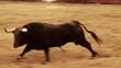 Powerful spanish bull, bullfight arena