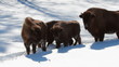 European Bison in winter among trees