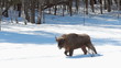 European Bison in winter among trees
