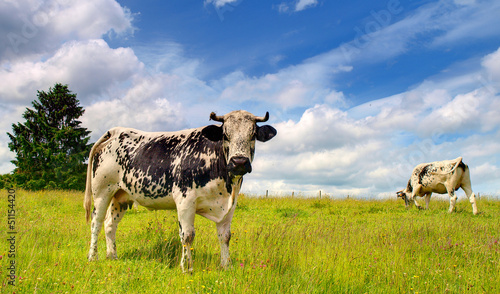 Photo: VACHE AU PRE VACHE AU PRE