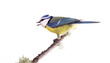 titmouse  13