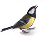 tit bird 2