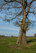 Foto: Hochsitz an einem Baum Hochsitz an einem Baum