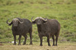 Two Buffalos in the Savannah