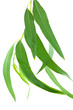 feuilles d'eucalyptus