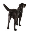 Black Labrador Retriever