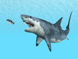 White Shark