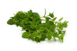 bunch of marjoram isolated on white background