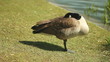 Canada goose stands on one leg and takes a nap.