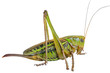 Grasshopper 27