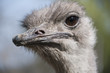 Ostrich head closeup
