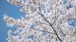 Blossom on a Japanese cherry tree. Shallow DOF.