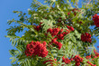 autumn rowan