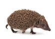 Hedgehog isolated