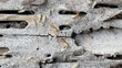Macro of termites on a plank of wood.