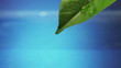 Leaf with drop of rain water causing ripple with blue background