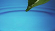 Video: Leaf with drop of rain water causing ripple with blue background Leaf with drop of rain water causing ripple with blue background